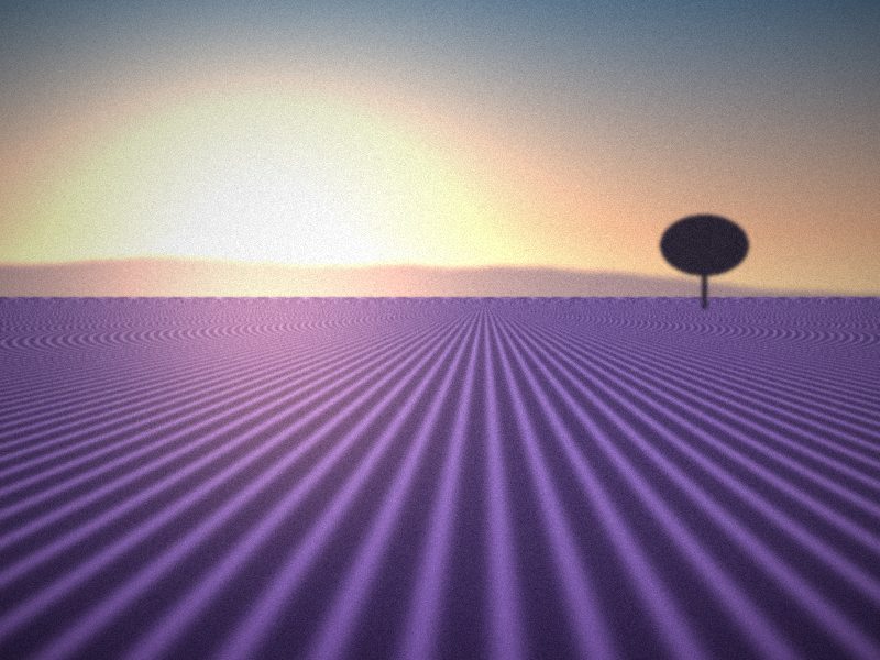 Champ de lavande au coucher du soleil avec un arbre isolé à l’horizon